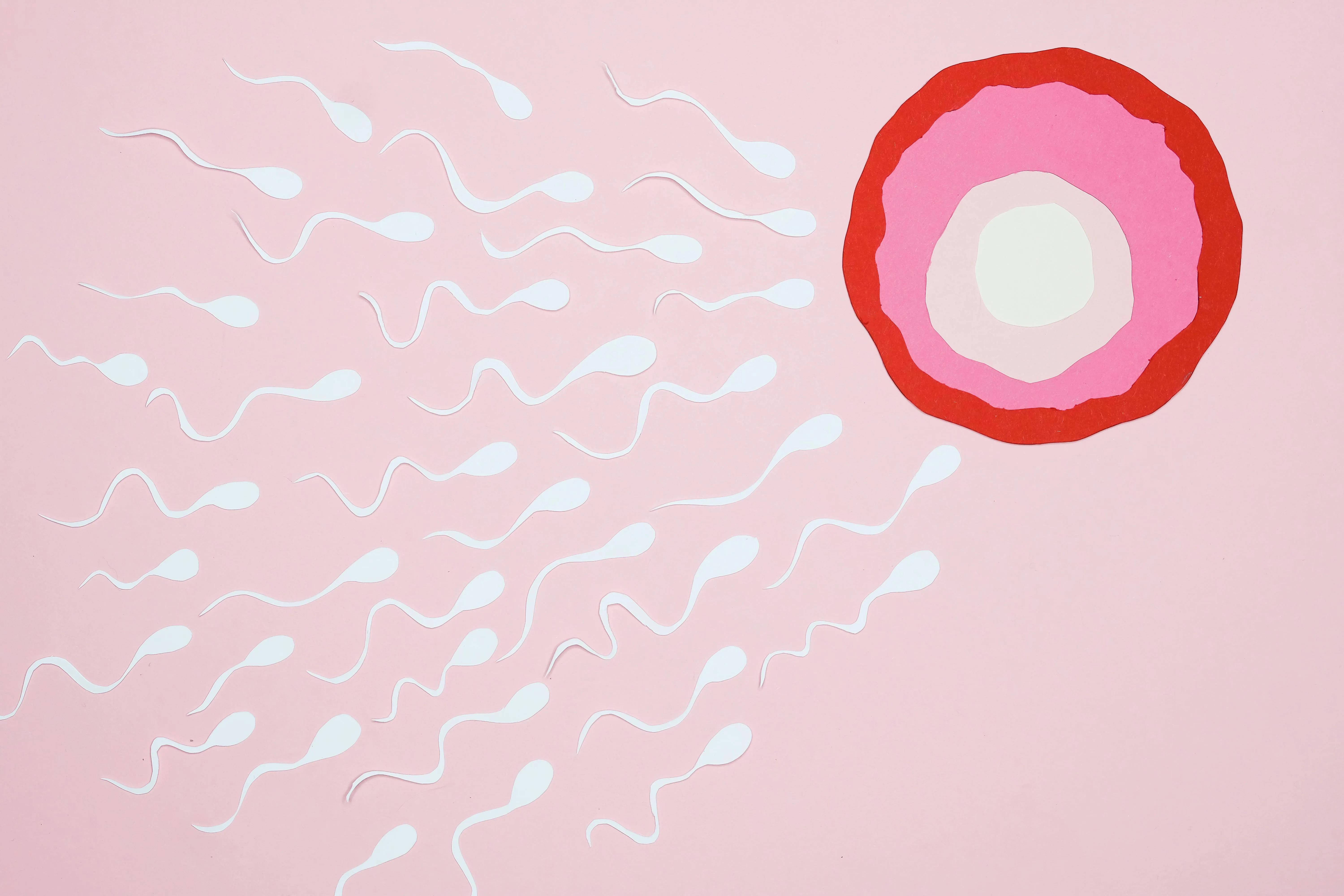 Image de spermatozoides rencontrant un ovocyte.