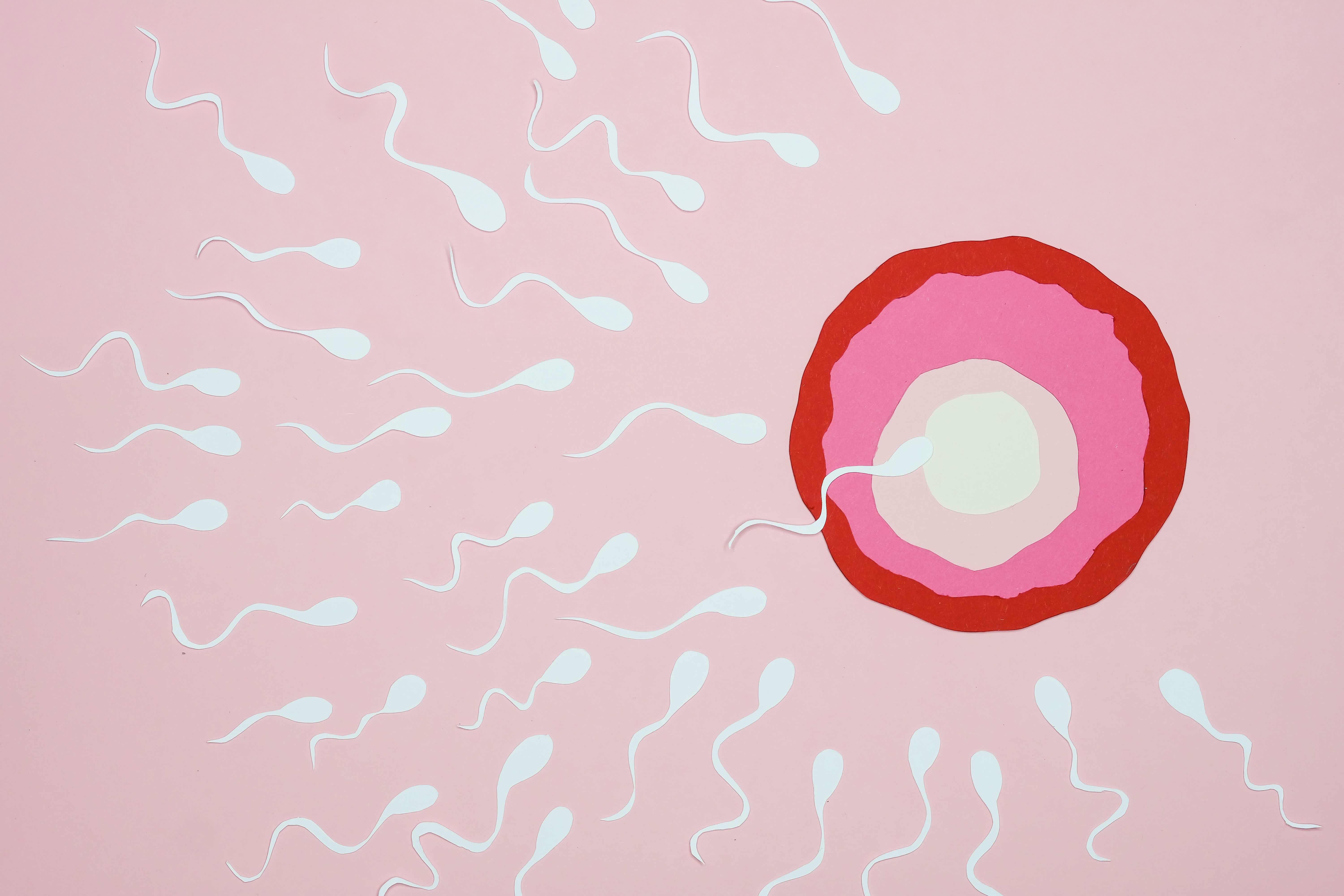 FIV spermatozoide pénétrant dans l'oeuf